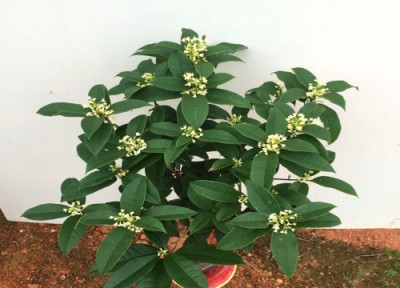 桂花树为什么不能栽在家里 桂花树栽在院子哪个位置好