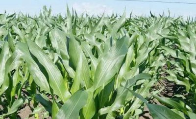 引起玉米倒伏的原因及解决方法 玉米植株倒伏补救措施