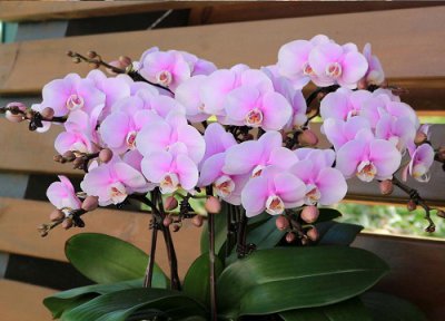 蝴蝶兰如何复壮更快 蝴蝶兰窜健后如何管理