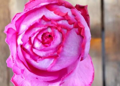 伊芙伯爵月季是藤本还是灌木 伊芙伯爵月季属于藤本还是灌木