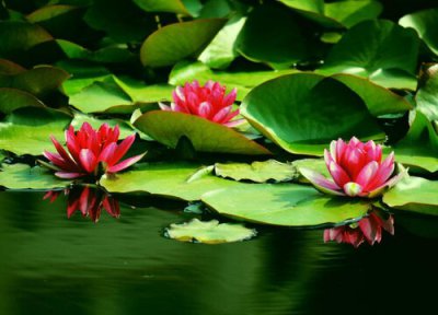 睡莲花瓣样子 睡莲有几个花瓣