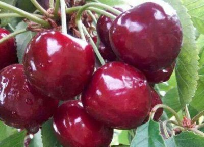 樱桃成熟时间 汉中樱桃什么时候成熟