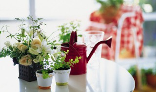 耐寒的室内植物有哪些 耐寒的室内植物有什么