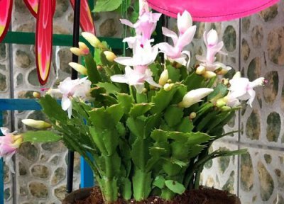 蟹爪兰开花时如何养护 新买的蟹爪兰怎么养护可以顺利开花