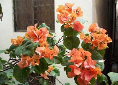 三角梅春天怎么养花芽多 秋天怎么养三角梅开最旺最多的花