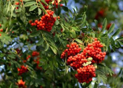 花木种植中常见病害 花木病虫害防治技术与方法措施