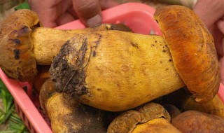 野生牛肝菌怎么保鲜 野生牛肝菌如何保鲜