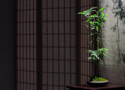 竹子炭疽病发病原因 用什么药治疗好