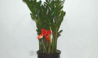 客厅南面适合摆放金钱树吗 客厅南面能不能摆放金钱树