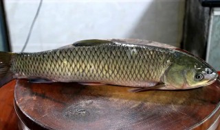 草鱼多久清洗一次鱼缸 草鱼多长时间清洗一次鱼缸