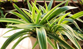 吊兰秋季怎么养才能爆盆 吊兰秋季如何养才能爆盆