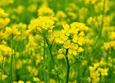 油菜籽什么时候种植时间和方法 油菜籽几月份种合适