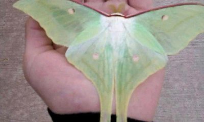 家里进蝴蝶是不是去世的人 为什么人死后有蝴蝶飞到家里