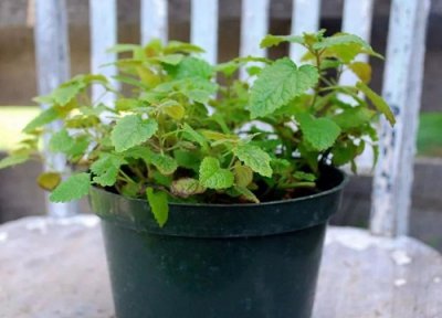 什么花可以驱蚊子驱虫又对人身体无副作用 推荐10种