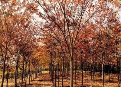 榉木是什么树木 生长在什么地方