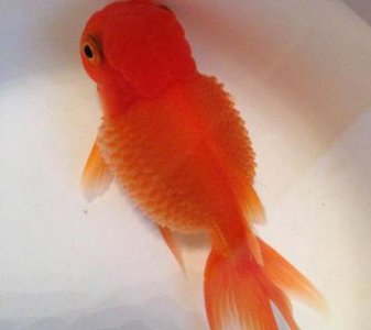 金鱼肚子鼓鼓的怎么回事 观赏鱼腹部变大不消咋办
