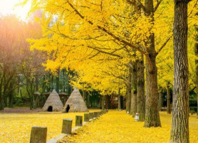 日照的市树 日照的市树是什么树