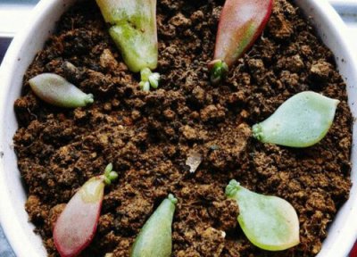 多肉播种适合时间 多肉什么时候播种合适