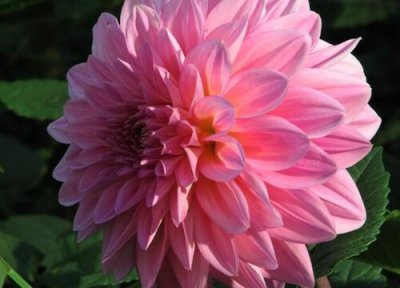 地瓜花一年开几次花 花期持续多长时间