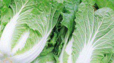 大白菜不包心的原因及解决方法 不包心什么原因造成的