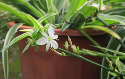 夏天种什么花好养活又漂亮 花语寓意好的5种花卉值得入手