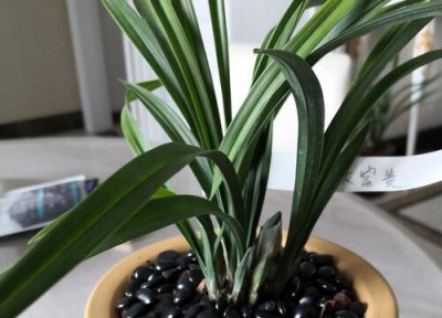 给兰花分株的最佳时期 兰花最佳分株移栽时间