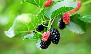 如何挑选新鲜桑椹 怎么挑选新鲜桑葚