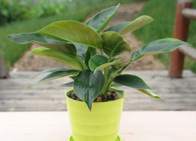 绿钻花的风水和寓意 绿钻风水作用及开花的花语象征