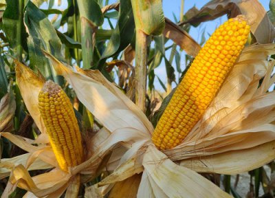 白轴抗锈病的玉米品种 黄淮海高抗锈病的玉米新品种