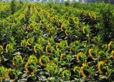 油葵怎么种植 种植时间和方法