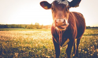 梦见黄牛什么意思 梦见黄牛的寓意