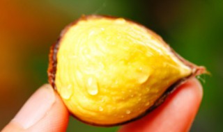 生栗子能生吃吗 栗子可不可以生食呢