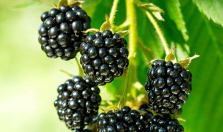 黑莓可以直接吃吗 黑莓能不能直接吃