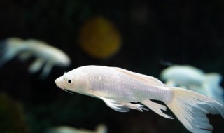 客厅鱼缸摆放风水禁忌 家居风水鱼缸摆放禁忌