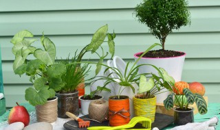 栽什么花能招财聚财呢 能招财聚财的植物