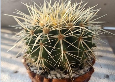 仙人球最好用什么肥料施肥 仙人球施什么肥长的快