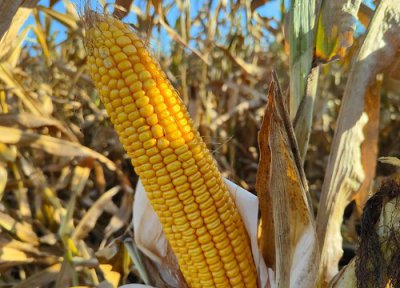 先玉1225玉米品种介绍 先玉1225种子产量特征