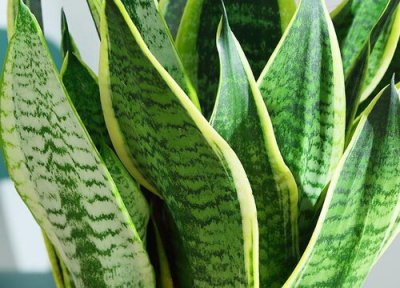 虎皮兰不冒芽怎么回事 开春如何养虎皮兰能冒大笋芽