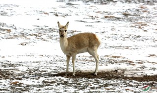 黄羊是几级保护动物 黄羊属于哪一级保护动物