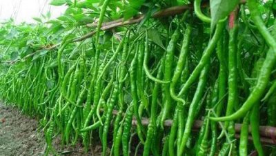 辣椒移栽后用什么肥提苗 辣椒移栽缓苗后追施肥料方法