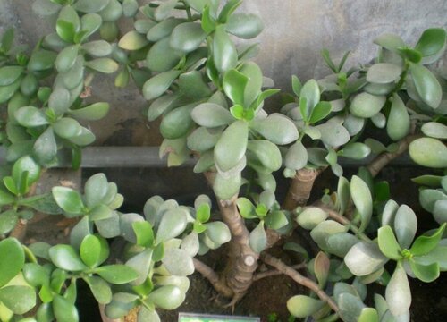 景天树可以放卧室吗