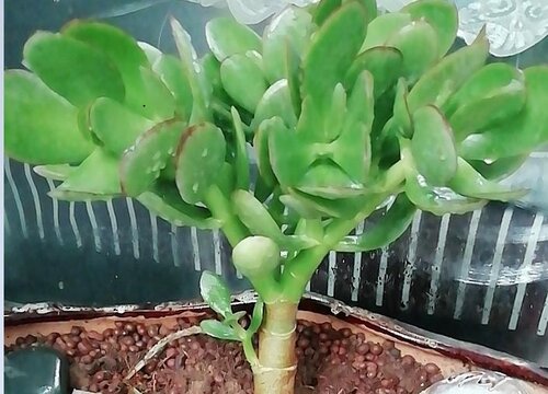 玉树小苗长势差如何解决