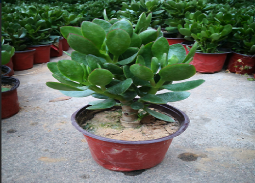 玉树小苗长势差如何解决