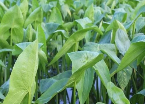 慈姑可以水培吗