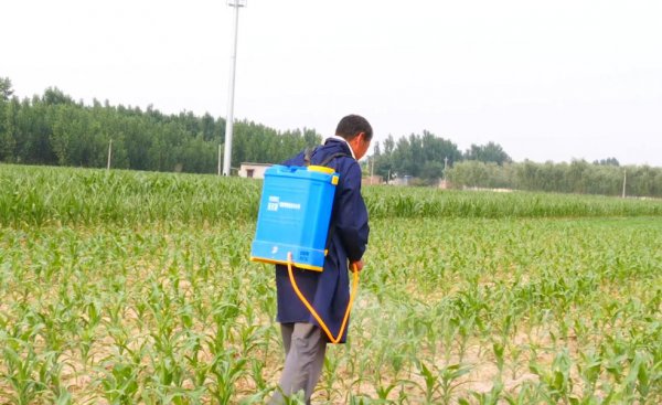 蓟马最怕的三种药