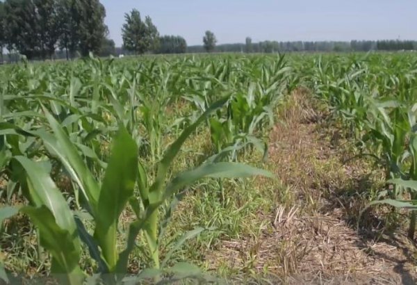 蓟马最怕的三种药