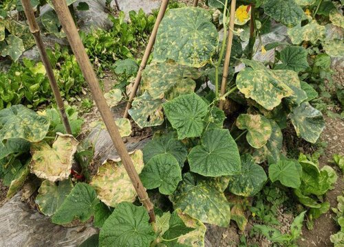 蓟马最怕的三种药