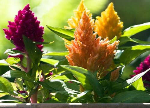 鸡冠花种植时间和方法