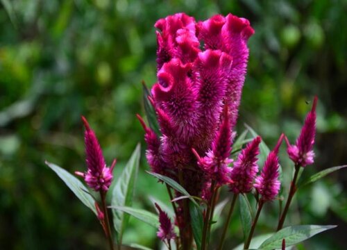 鸡冠花种植时间和方法