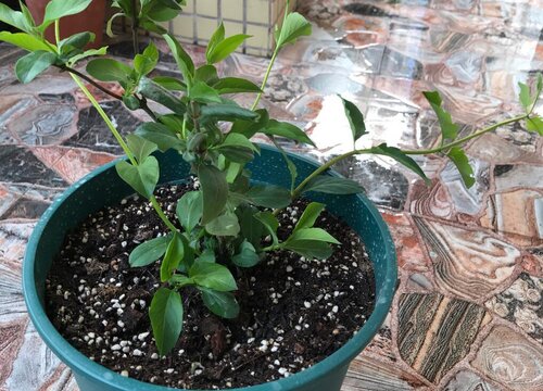 金银花家庭盆栽好养吗